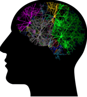 Brain Stage 2